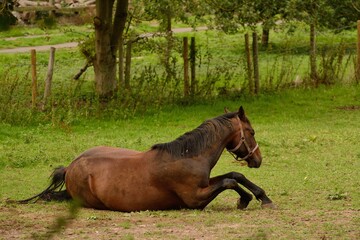 Chestnut horse happily rolling in the dust in an English field