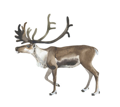 Watercolor standing reindeer on white background isolated
