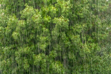 Raindrops on a long exposure on a green tree background. Nature background, rain