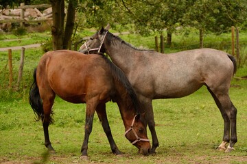 Pair of horses grazing in a field in Autumn