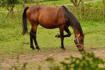 Horse grazing, resting one leg.