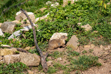 Ground Squirrel