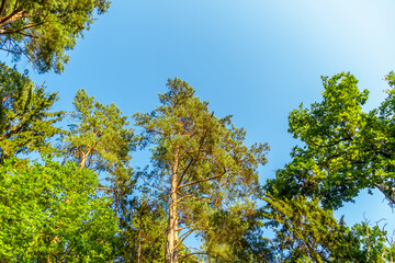 Beautiful tops of green trees against the blue sky on a Sunny bright day, nature background