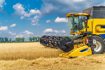 Obraz premium Grain harvesting combine in a sunny day. Yellow field with grain. Agricultural technic works in field.