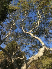 Fototapeta premium tree in the forest