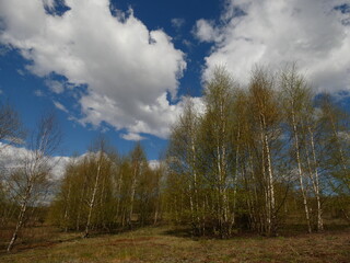 Rural landscape with birch trees under cloudy sky