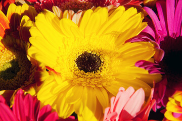 Bouquet of multi-colored gerberas. Macro shot. Top view.