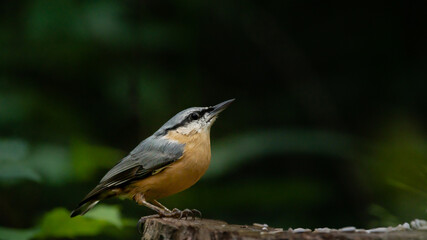 bird, natur, wild lebende tiere, tier, ast, robin, wild, baum, bird, kleiber,