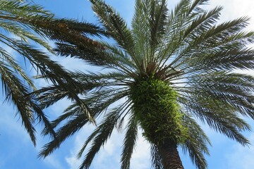 Beautiful palm tree top against blue sky in Florida nature