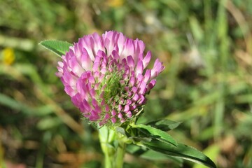 Beautiful clover flower in the meadow, closeup