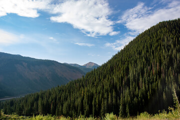 The Blue Spruce tree