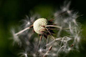 Seeds leaving flower