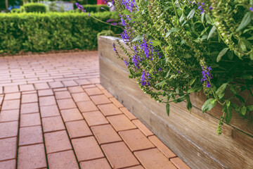 Raised beds in an urban garden growing plants flowers, herbs spices and berries
