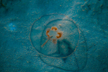 jellyfish underwater
