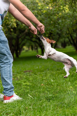 Jack Russell terrier playing in the park