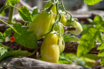 Organic tomato in home garden
