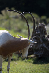 The scimitar oryx (Oryx dammah) in the green prairie