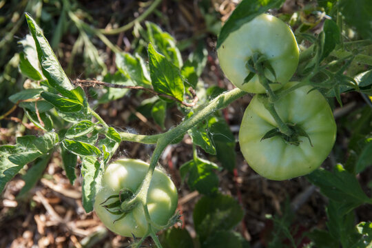 Organic Tomato In Home Garden