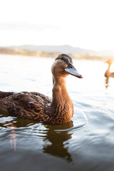 Mallard duck in the natural landscape. Duck swims in the water in front of a beautiful mountain panorama. Ente schwimmt im Wasser vor wunderschönem Bergpanorama. Stockente in der Naturlandschaft.