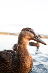 Portrait of a mallard duck. Duck swims in the water. Ente schwimmt im Wasser. Portrait einer Stockente.