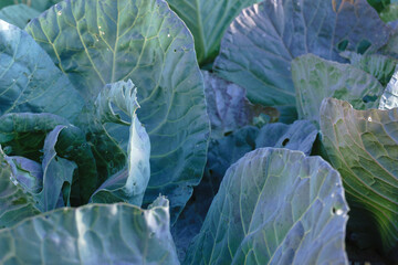 cabbage in the garden