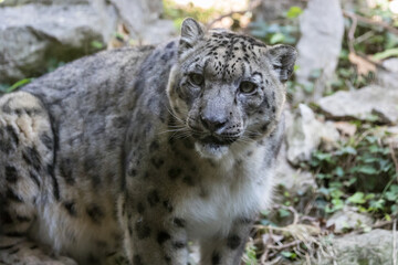 portrait of snow leopard or ounce (Panthera uncia)