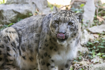 Fototapeta na wymiar Snow leopard sticks out his tongue, ounce (Panthera uncia) licks his mustache