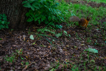 Naklejka na ściany i meble fluffy beautiful red orange squirrel in green grass in the park run away.