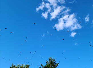 Pájaros en el hermoso cielo azul