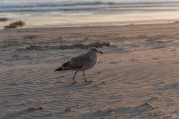 Juvenile seagull at Zuma Beach at sunset, Malibu, Southern California