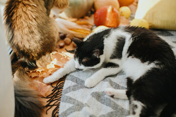 Sweet cat sleeping at pumpkins and harvest vegetables in sunny room. Happy Thanksgiving and Halloween, celebrating autumn holidays at home
