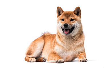 puppy dog shiba inu on a white background in the studio