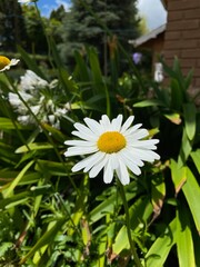 white daisies in a garden
