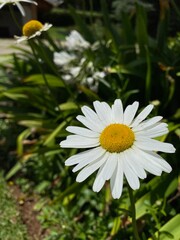 Fototapeta premium white daisy flower