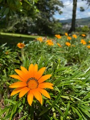 orange flower in the garden