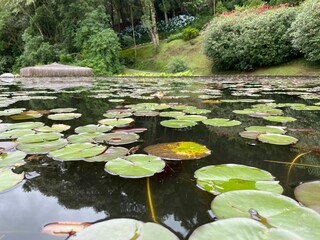 pond with flowers