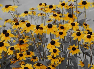 Hausgarten - gelb blühende Blumen locken Insekten an