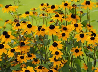 Hausgarten - gelb blühende Blumen locken Insekten an	