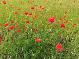 coquelicots