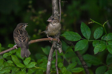 sparrows having a conversation