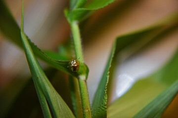 golden tortoise beetle on a stem