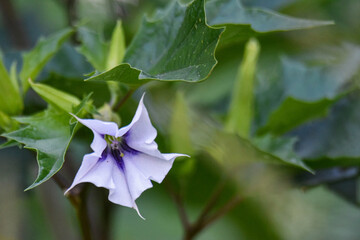 throne-apple flower (Datura stramonium L.)