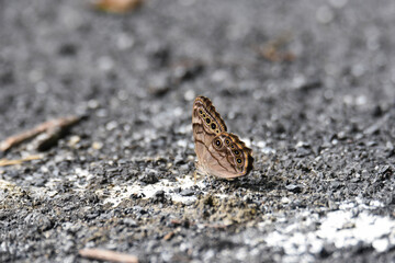 hackberry emperor butterfly on the ground