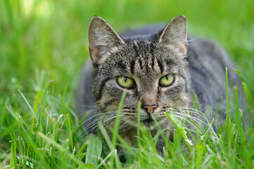 Naklejka na ściany i meble tabby cat with green eyes lies in the grass. Close-up portrait. Selective focus.