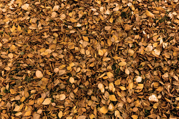 many orange leaves on the ground. autumn background of leaves
