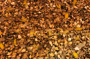 many orange leaves on the ground. autumn background of leaves