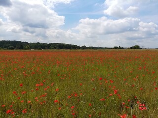 champs de coquelicots