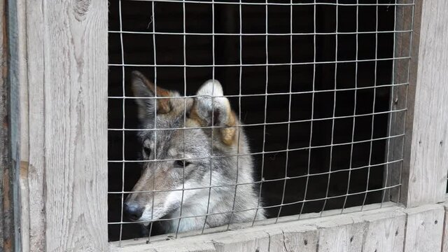 A wolfdog hybrid in a cage asks for a tasty treat