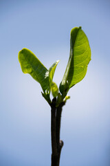 Plant shoot with sky in the background, reborn and grow botanical and chlorophyll.
