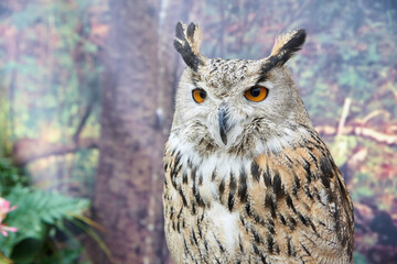 portrait of a cute owl